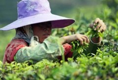 全面辩驳为普洱茶坐台的“专家”们